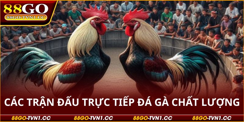 Trực tiếp đá gà