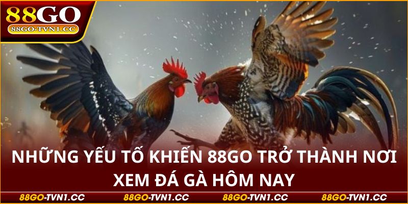 Đá gà hôm nay